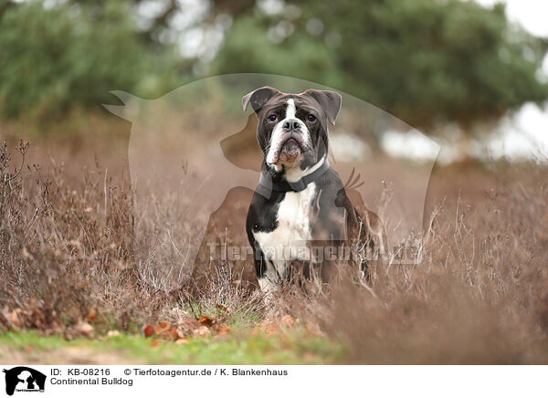Continental Bulldog / KB-08216