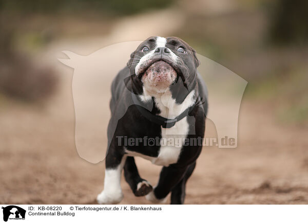 Continental Bulldog / KB-08220