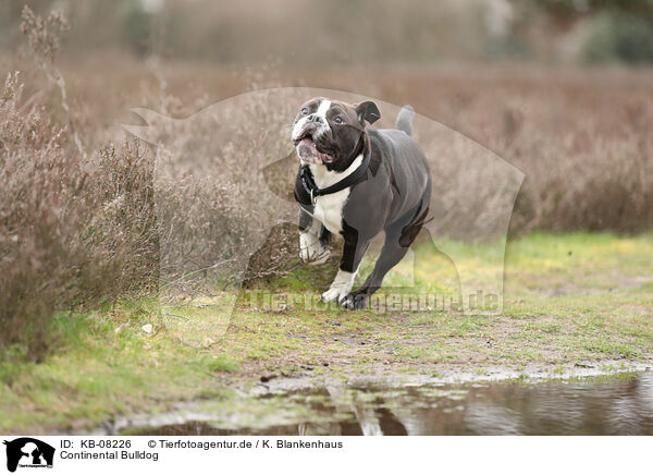 Continental Bulldog / KB-08226