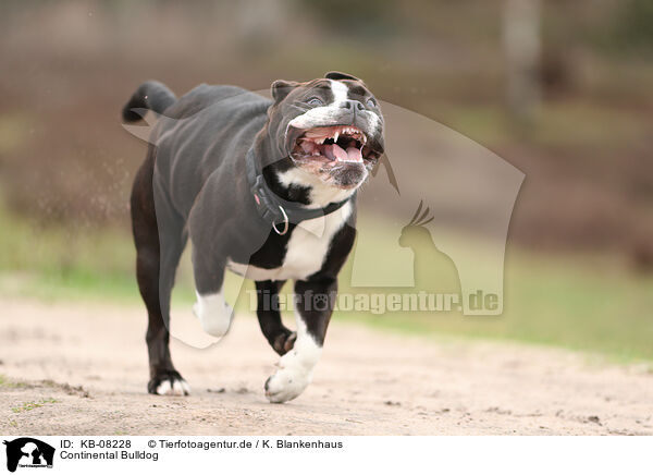 Continental Bulldog / KB-08228