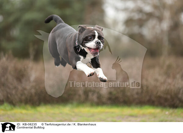 Continental Bulldog / KB-08235