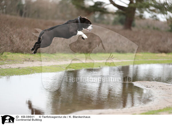 Continental Bulldog / KB-08641