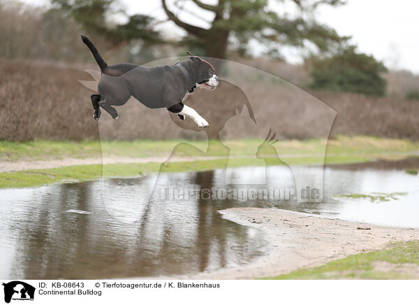 Continental Bulldog / Continental Bulldog / KB-08643