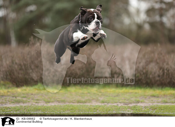 Continental Bulldog / KB-08662