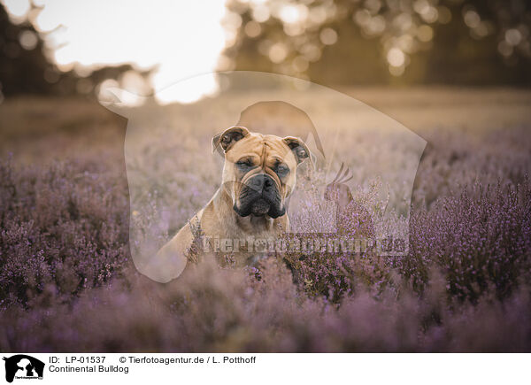 Continental Bulldog / Continental Bulldog / LP-01537
