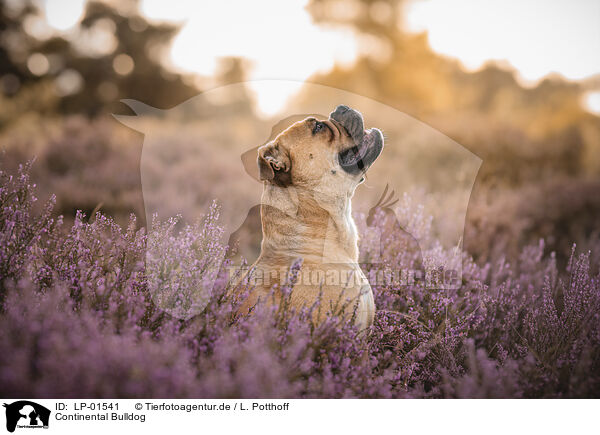 Continental Bulldog / Continental Bulldog / LP-01541