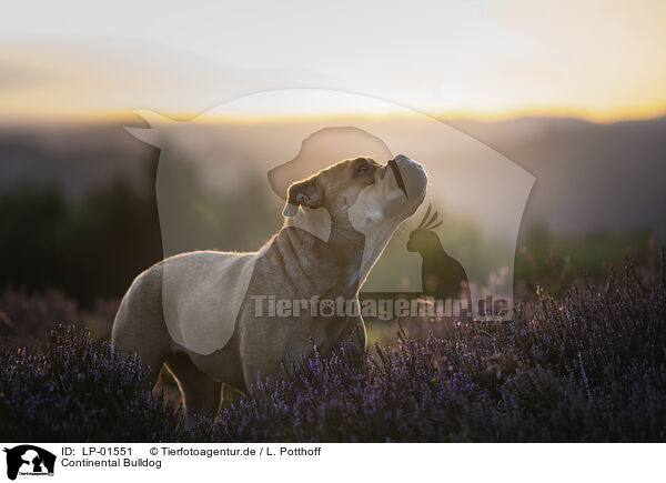 Continental Bulldog / Continental Bulldog / LP-01551