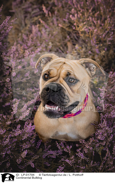 Continental Bulldog / Continental Bulldog / LP-01794