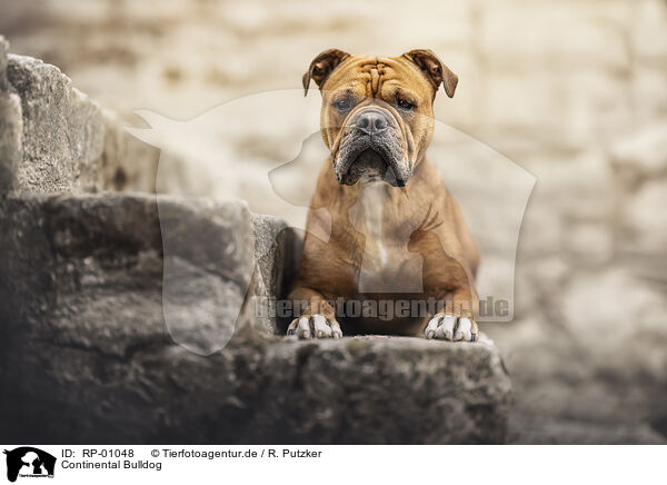 Continental Bulldog / Continental Bulldog / RP-01048