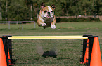 Continental Bulldog beim Agility