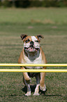 Continental Bulldog beim Agility