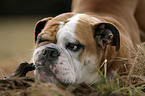 Continental Bulldog Portrait