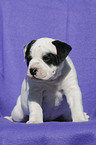 Continental Bulldog Welpe