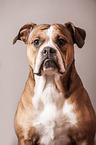 Continental Bulldog Portrait