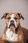 Continental Bulldog Portrait