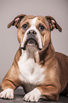 liegender Continental Bulldog