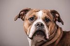 Continental Bulldog Portrait