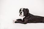 liegender Continental Bulldog