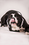 liegender Continental Bulldog