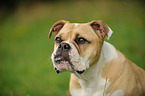 Continental Bulldog Portrait