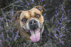 Continental Bulldog Portrait