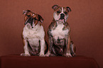 Continental Bulldogs