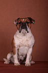 sitzender Continental Bulldog