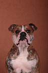 Continental Bulldog Portrait