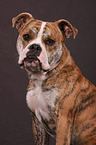 Continental Bulldog Portrait