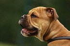 Continental Bulldog Welpe