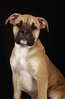 Continental Bulldog Portrait