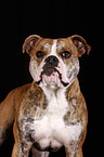 Continental Bulldog Portrait
