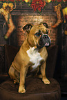 Continental Bulldog zu Weihnachten