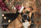 Continental Bulldog zu Weihnachten