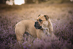 Continental Bulldog