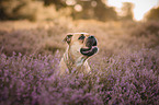 Continental Bulldog