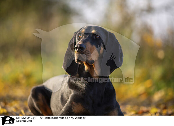 Coonhound / black-and-tan Coonhound / MW-24031