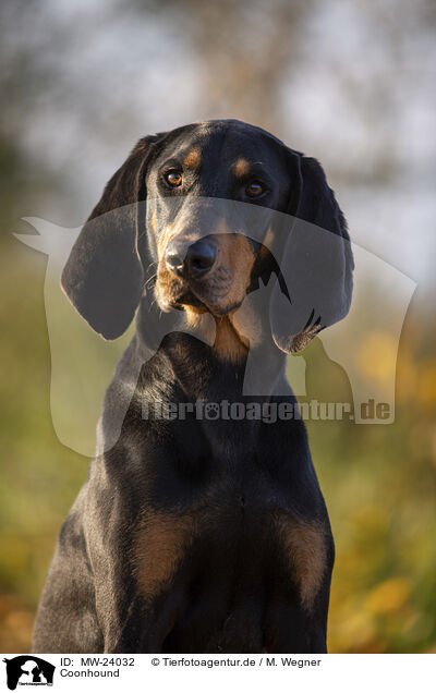 Coonhound / black-and-tan Coonhound / MW-24032