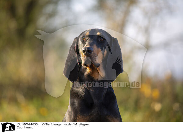 Coonhound / black-and-tan Coonhound / MW-24033