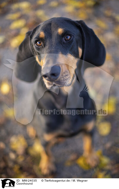 Coonhound / black-and-tan Coonhound / MW-24035