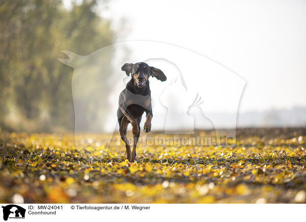 Coonhound / black-and-tan Coonhound / MW-24041