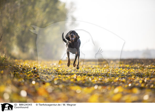Coonhound / black-and-tan Coonhound / MW-24045