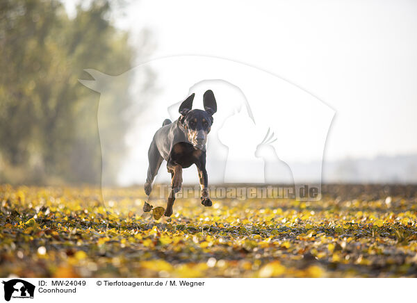 Coonhound / MW-24049