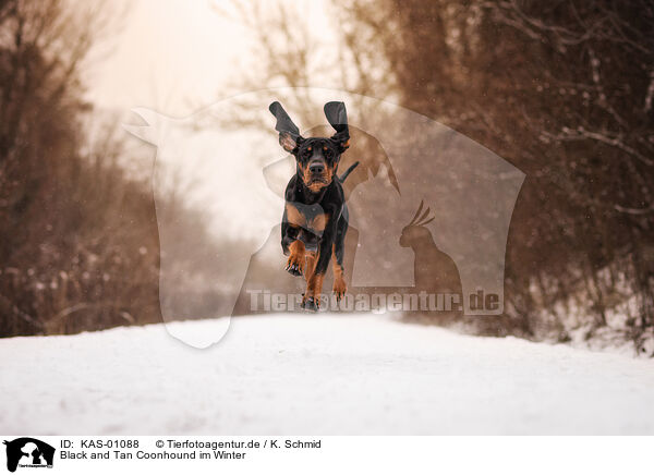 Black and Tan Coonhound im Winter / KAS-01088