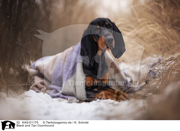 Black and Tan Coonhound / KAS-01176