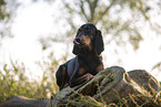Coonhound