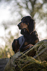 Coonhound