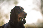 Coonhound