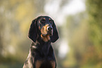 Coonhound