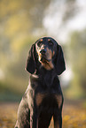 Coonhound